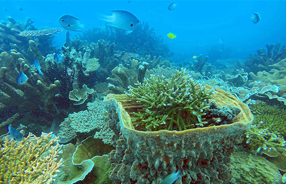 Du lịch sinh thái, bảo tồn thiên nhiên tại Vườn quốc gia Côn Đảo